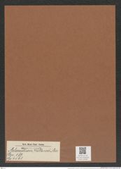 Aulacodiscus kittonii Arn. (de-Toni-Nr.: Genus 182, Species 4561) Zeichnungen Sammlung Grunow Mappe 04486 (Herbarium_W_Grunow_drawings_Folder_04486)